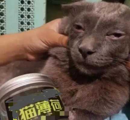 薄荷猫加盟怎么样(猫薄荷种植技术及亩收益)-第2张图片-厨房小当家 薄荷猫加盟怎么样(猫薄荷种植技术及亩收益)-第2张图片-厨房小当家