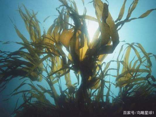 海带是长在哪里(海带是长在哪里的?)-第1张图片-厨房小当家 海带是长在哪里(海带是长在哪里的?)-第1张图片-厨房小当家