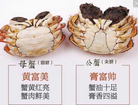 金爪爪怎么样（怎样辨别阳澄湖大闸蟹的真伪？公蟹母蟹怎么分别呢）-第1张图片-厨房小当家