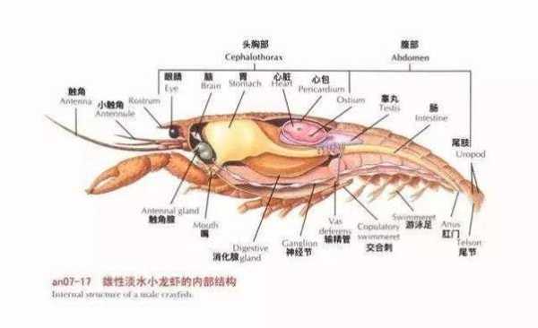 小龙虾的什么部位不能吃,龙虾头什么地方不能吃-第2张图片-厨房小当家 小龙虾的什么部位不能吃,龙虾头什么地方不能吃-第2张图片-厨房小当家