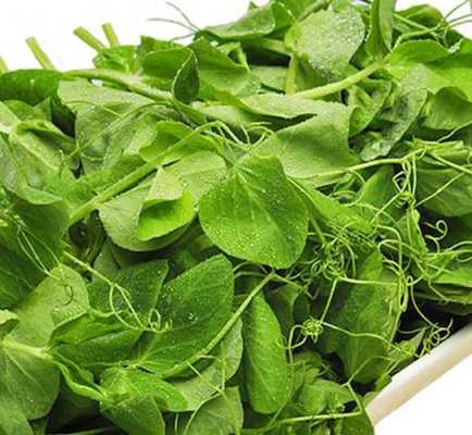 豆苗菜是哪里的(豆苗是甚么豆发的)-第2张图片-厨房小当家 豆苗菜是哪里的(豆苗是甚么豆发的)-第2张图片-厨房小当家