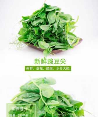 豆苗菜是哪里的(豆苗是甚么豆发的)-第1张图片-厨房小当家 豆苗菜是哪里的(豆苗是甚么豆发的)-第1张图片-厨房小当家