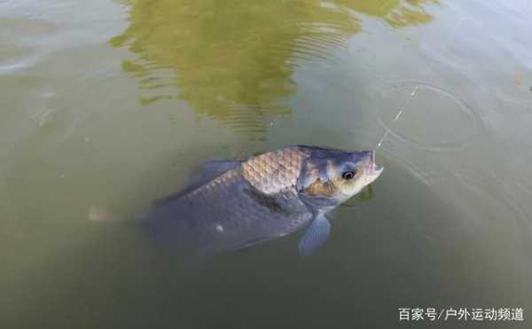 鱼加渔怎么样(鱼加渔怎么样才能钓到)-第2张图片-厨房小当家 鱼加渔怎么样(鱼加渔怎么样才能钓到)-第2张图片-厨房小当家