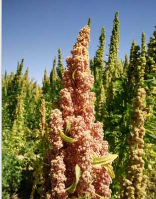 藜麦哪里的最好(藜麦哪里的最好最正宗)-第1张图片-厨房小当家 藜麦哪里的最好(藜麦哪里的最好最正宗)-第1张图片-厨房小当家
