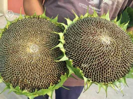 中国最佳葵花籽产地是哪里,葵花籽哪里的最好吃最正宗-第2张图片-厨房小当家