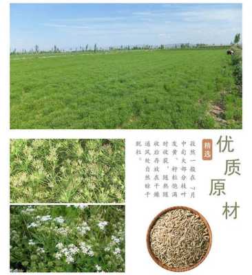 新疆孜然产地哪里最好,孜然哪里产的最好最香-第3张图片-厨房小当家 新疆孜然产地哪里最好,孜然哪里产的最好最香-第3张图片-厨房小当家