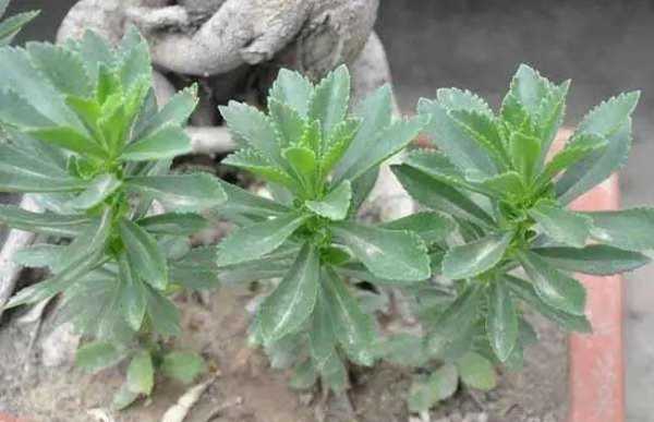 什么叫景菜,哪里有卖景菜的地方-第1张图片-厨房小当家