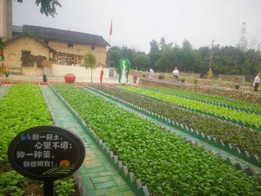 什么叫景菜,哪里有卖景菜的地方-第3张图片-厨房小当家