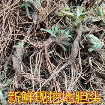 地胆头哪里有卖(地胆头哪里有得买)-第3张图片-厨房小当家 地胆头哪里有卖(地胆头哪里有得买)-第3张图片-厨房小当家