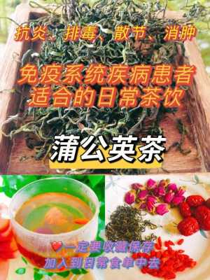 蒲公英茶哪里好(蒲公英茶哪里好喝)-第2张图片-厨房小当家 蒲公英茶哪里好(蒲公英茶哪里好喝)-第2张图片-厨房小当家