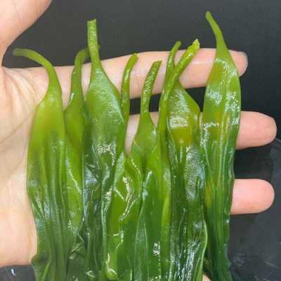 哪里有海带苗(哪里有海带苗卖)-第1张图片-厨房小当家 哪里有海带苗(哪里有海带苗卖)-第1张图片-厨房小当家