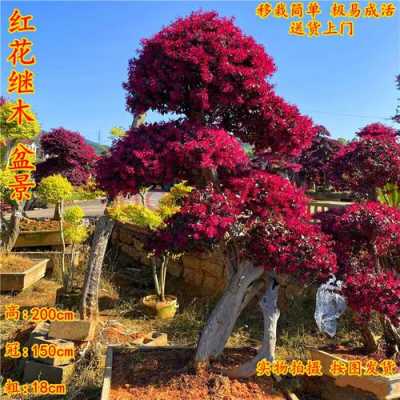 凤眼果哪里有(广州哪里有老桩红继木卖)-第3张图片-厨房小当家 凤眼果哪里有(广州哪里有老桩红继木卖)-第3张图片-厨房小当家