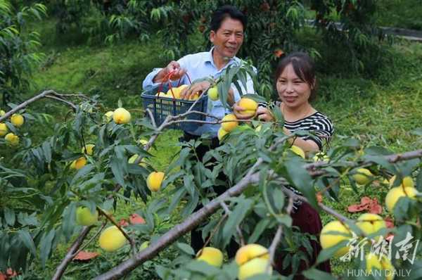 桃子在哪里生产(中国各地桃子种植面积)-第2张图片-厨房小当家 桃子在哪里生产(中国各地桃子种植面积)-第2张图片-厨房小当家