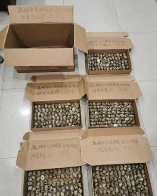 麻雀蛋哪里卖(麻雀蛋哪里卖的多)-第3张图片-厨房小当家 麻雀蛋哪里卖(麻雀蛋哪里卖的多)-第3张图片-厨房小当家