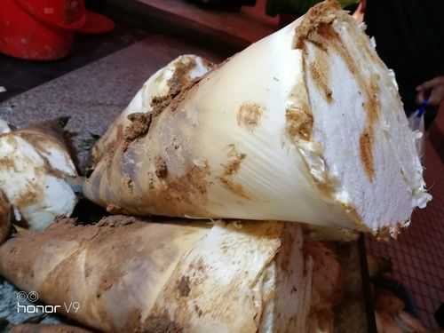 哪个省出笋干最多最好,埔田哪家竹笋最好吃-第1张图片-厨房小当家 哪个省出笋干最多最好,埔田哪家竹笋最好吃-第1张图片-厨房小当家