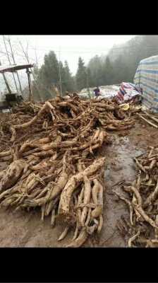 葛根哪里的最好（葛根出产于什么地方是正宗的）-第1张图片-厨房小当家