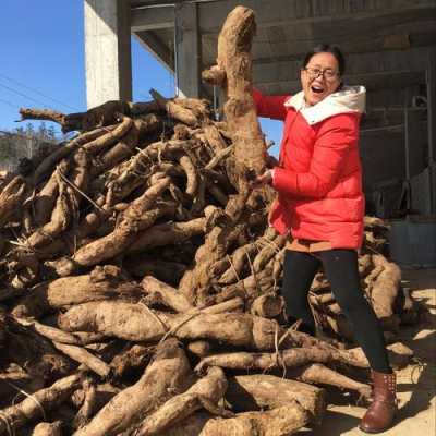 葛根哪里的最好（葛根出产于什么地方是正宗的）-第3张图片-厨房小当家
