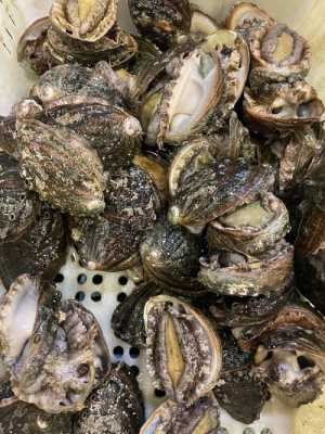 大连哪里卖鲍鱼(大连特产店推荐)-第1张图片-厨房小当家 大连哪里卖鲍鱼(大连特产店推荐)-第1张图片-厨房小当家