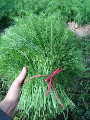 茴香苗哪里有(茴香苗哪里有卖)-第1张图片-厨房小当家 茴香苗哪里有(茴香苗哪里有卖)-第1张图片-厨房小当家