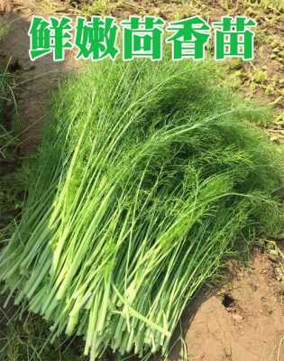 茴香苗哪里有(茴香苗哪里有卖)-第3张图片-厨房小当家 茴香苗哪里有(茴香苗哪里有卖)-第3张图片-厨房小当家