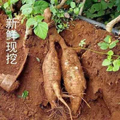 新鲜葛根哪里有(新鲜葛根哪里有卖)-第3张图片-厨房小当家 新鲜葛根哪里有(新鲜葛根哪里有卖)-第3张图片-厨房小当家
