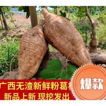 新鲜葛根哪里有(新鲜葛根哪里有卖)-第1张图片-厨房小当家 新鲜葛根哪里有(新鲜葛根哪里有卖)-第1张图片-厨房小当家