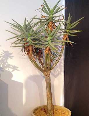 芦荟从哪里剪(芦荟从哪里剪枝)-第2张图片-厨房小当家 芦荟从哪里剪(芦荟从哪里剪枝)-第2张图片-厨房小当家