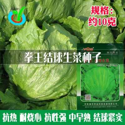 哪里能买到球生菜(哪里能买到球生菜种子)-第1张图片-厨房小当家 哪里能买到球生菜(哪里能买到球生菜种子)-第1张图片-厨房小当家