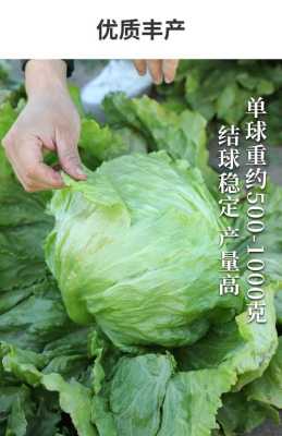 哪里能买到球生菜(哪里能买到球生菜种子)-第2张图片-厨房小当家 哪里能买到球生菜(哪里能买到球生菜种子)-第2张图片-厨房小当家