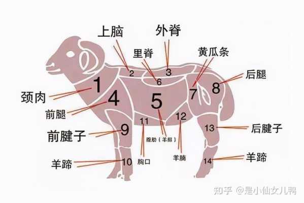 羊身上哪里肉好吃(羊身上的肉哪个地方最嫩)-第3张图片-厨房小当家 羊身上哪里肉好吃(羊身上的肉哪个地方最嫩)-第3张图片-厨房小当家