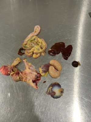 请问,鸡的“化石丹”到底是那一个器官,鸡的哪里是药材名称-第2张图片-厨房小当家 请问,鸡的“化石丹”到底是那一个器官,鸡的哪里是药材名称-第2张图片-厨房小当家