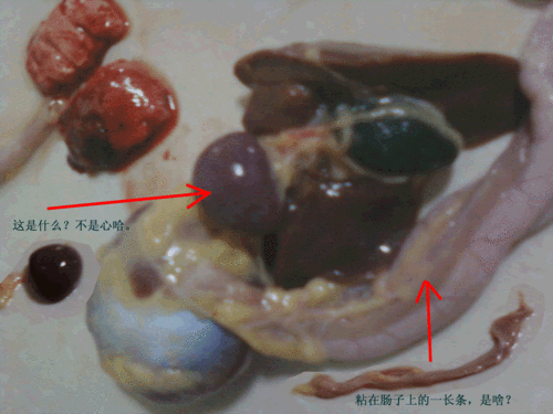请问,鸡的“化石丹”到底是那一个器官,鸡的哪里是药材名称-第3张图片-厨房小当家 请问,鸡的“化石丹”到底是那一个器官,鸡的哪里是药材名称-第3张图片-厨房小当家