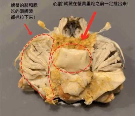 螃蟹蟹心在哪里(螃蟹的胃和心在什么位置)-第3张图片-厨房小当家 螃蟹蟹心在哪里(螃蟹的胃和心在什么位置)-第3张图片-厨房小当家
