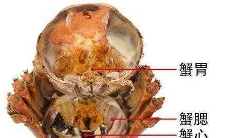 螃蟹蟹心在哪里(螃蟹的胃和心在什么位置)-第1张图片-厨房小当家 螃蟹蟹心在哪里(螃蟹的胃和心在什么位置)-第1张图片-厨房小当家