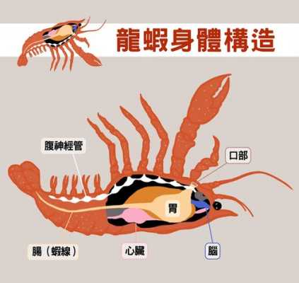 龙虾的嘴巴在哪里(龙虾的嘴长什么样)-第3张图片-厨房小当家 龙虾的嘴巴在哪里(龙虾的嘴长什么样)-第3张图片-厨房小当家