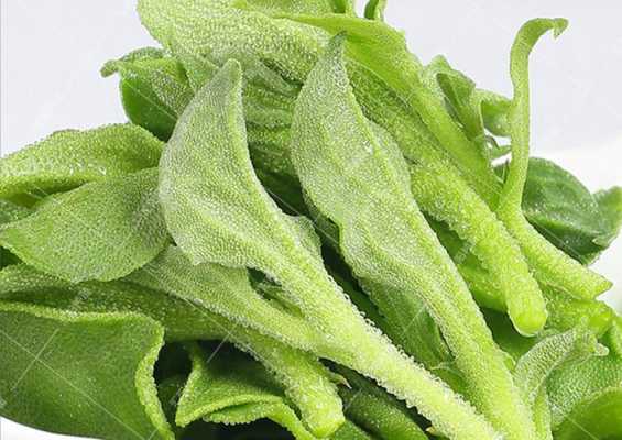 非洲冰草哪里有卖(非洲冰草哪里有卖的)-第2张图片-厨房小当家 非洲冰草哪里有卖(非洲冰草哪里有卖的)-第2张图片-厨房小当家