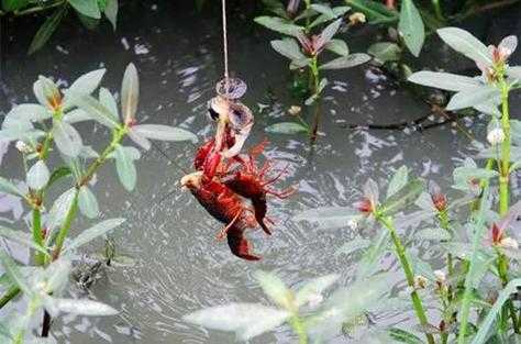 西安雁鸣湖钓小龙虾最佳地点,-第2张图片-厨房小当家 西安雁鸣湖钓小龙虾最佳地点,-第2张图片-厨房小当家