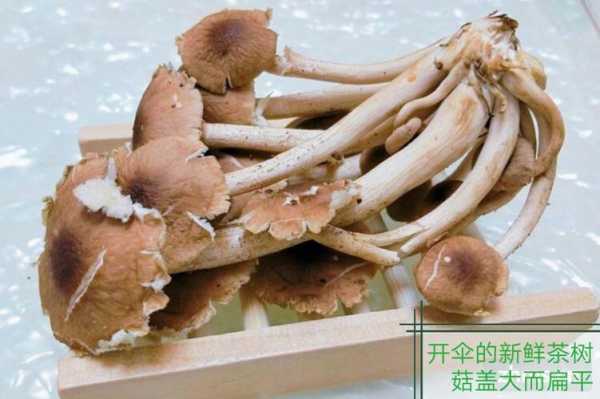 茶树菇哪里的好(茶树菇哪里的好吃)-第1张图片-厨房小当家 茶树菇哪里的好(茶树菇哪里的好吃)-第1张图片-厨房小当家