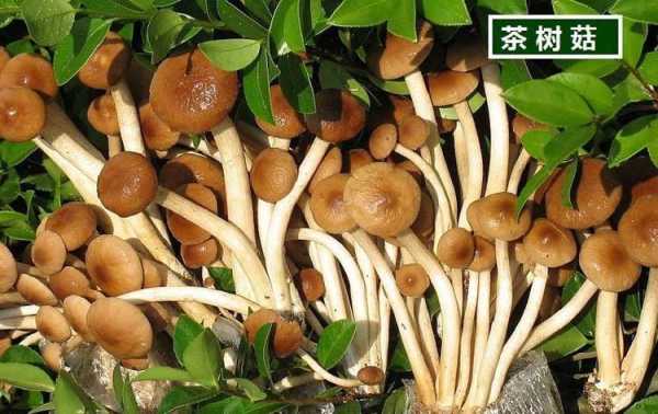 茶树菇哪里的好(茶树菇哪里的好吃)-第2张图片-厨房小当家 茶树菇哪里的好(茶树菇哪里的好吃)-第2张图片-厨房小当家