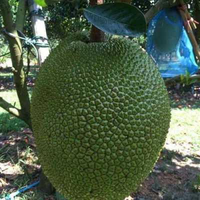 菠萝蜜哪里的品种好,菠萝蜜哪里的好吃正宗-第1张图片-厨房小当家