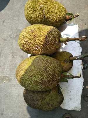 菠萝蜜哪里的品种好,菠萝蜜哪里的好吃正宗-第3张图片-厨房小当家