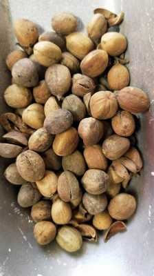 八豆哪里有卖的(巴豆种子哪里有卖的)-第1张图片-厨房小当家 八豆哪里有卖的(巴豆种子哪里有卖的)-第1张图片-厨房小当家