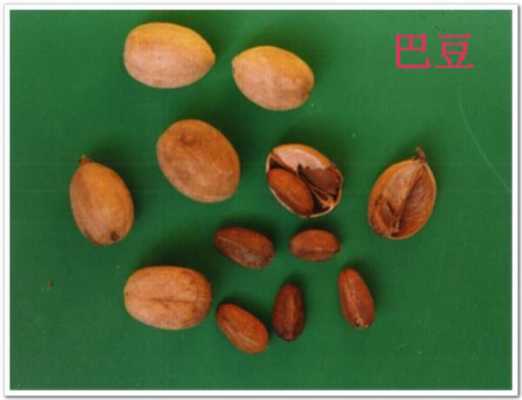 八豆哪里有卖的(巴豆种子哪里有卖的)-第2张图片-厨房小当家 八豆哪里有卖的(巴豆种子哪里有卖的)-第2张图片-厨房小当家