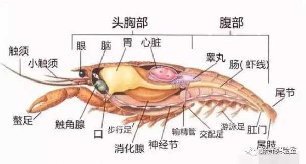 虾的胃囊在哪里(小龙虾头部里面的白色硬物是什么东西)-第2张图片-厨房小当家 虾的胃囊在哪里(小龙虾头部里面的白色硬物是什么东西)-第2张图片-厨房小当家