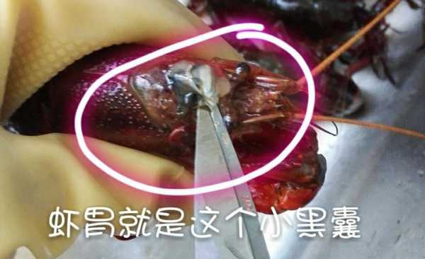 虾的胃囊在哪里(小龙虾头部里面的白色硬物是什么东西)-第1张图片-厨房小当家 虾的胃囊在哪里(小龙虾头部里面的白色硬物是什么东西)-第1张图片-厨房小当家