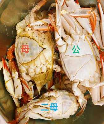 梭子蟹蟹膏在哪里（螃蟹的蟹膏是什么）-第2张图片-厨房小当家