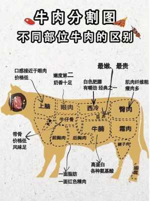 牛肉牛筋是哪个部位的肉,牛肋肉是哪里的肉啊-第1张图片-厨房小当家 牛肉牛筋是哪个部位的肉,牛肋肉是哪里的肉啊-第1张图片-厨房小当家