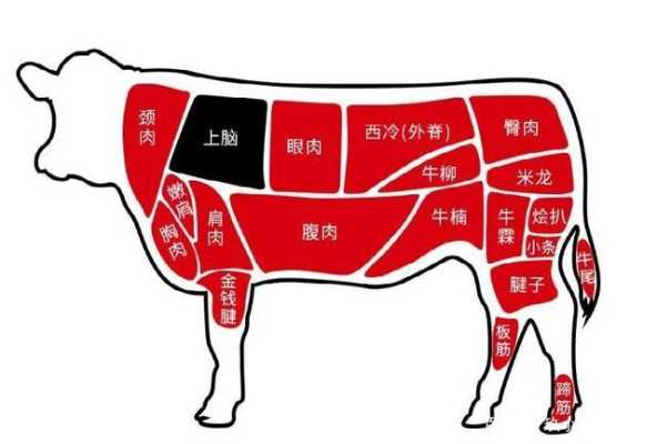 牛肉牛筋是哪个部位的肉,牛肋肉是哪里的肉啊-第3张图片-厨房小当家 牛肉牛筋是哪个部位的肉,牛肋肉是哪里的肉啊-第3张图片-厨房小当家