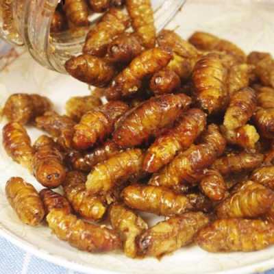 蚕蛹哪里能吃(蚕蛹哪里能吃哪里不能吃)-第2张图片-厨房小当家 蚕蛹哪里能吃(蚕蛹哪里能吃哪里不能吃)-第2张图片-厨房小当家