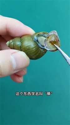 螺蛳哪里能吃(螺蛳哪里能吃 示意图)-第2张图片-厨房小当家 螺蛳哪里能吃(螺蛳哪里能吃 示意图)-第2张图片-厨房小当家